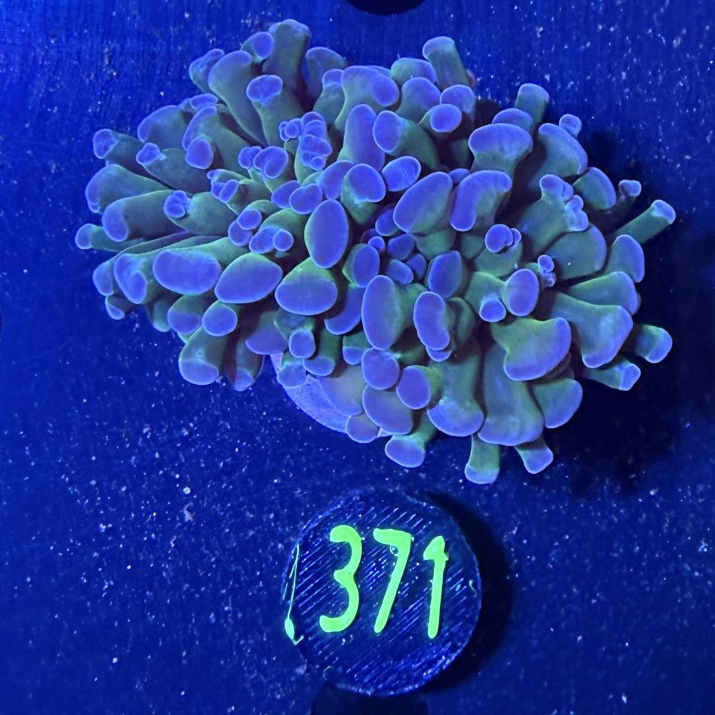 Euphyllia paraancora multicolor 0371