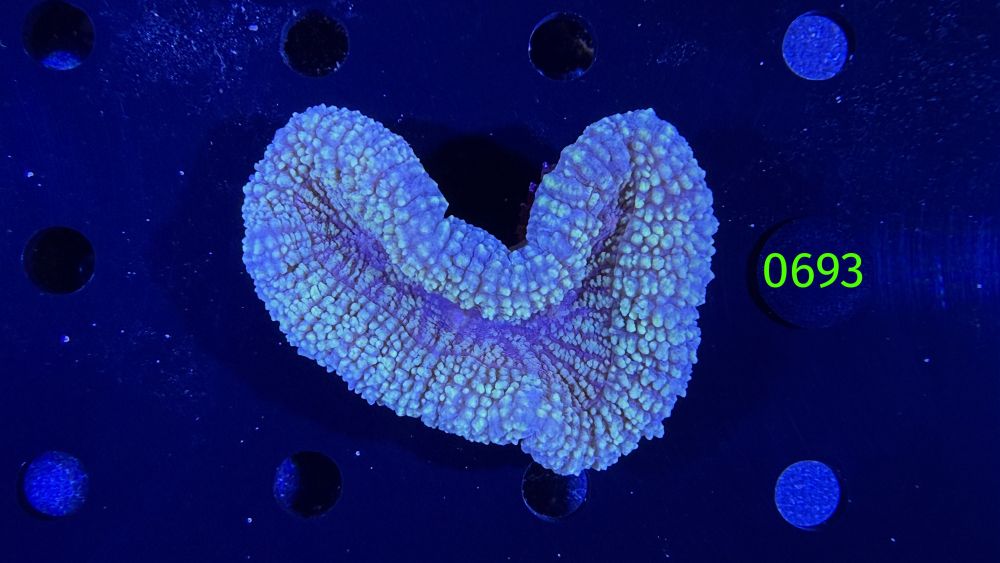 Lobophyllia sp. WYSIWYG 0693