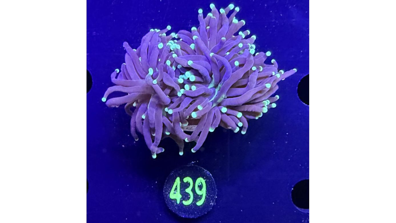 Euphyllia glabrescens - Fackelkoralle Torch "Black Torch" 0439