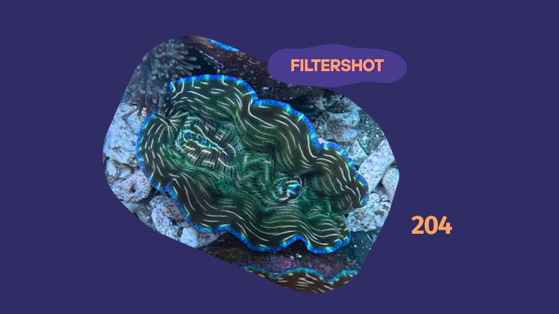 Tridacna derasa Muschel 6-7cm 0204