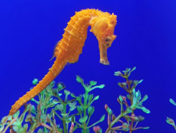Hippocampus reidi - Langschnäuziges Seepferdchen Gelb DNZ