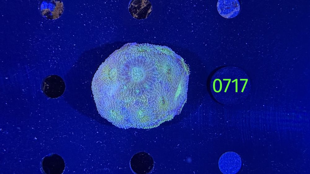 Acanthastrea echinata WYSIWYG 0717
