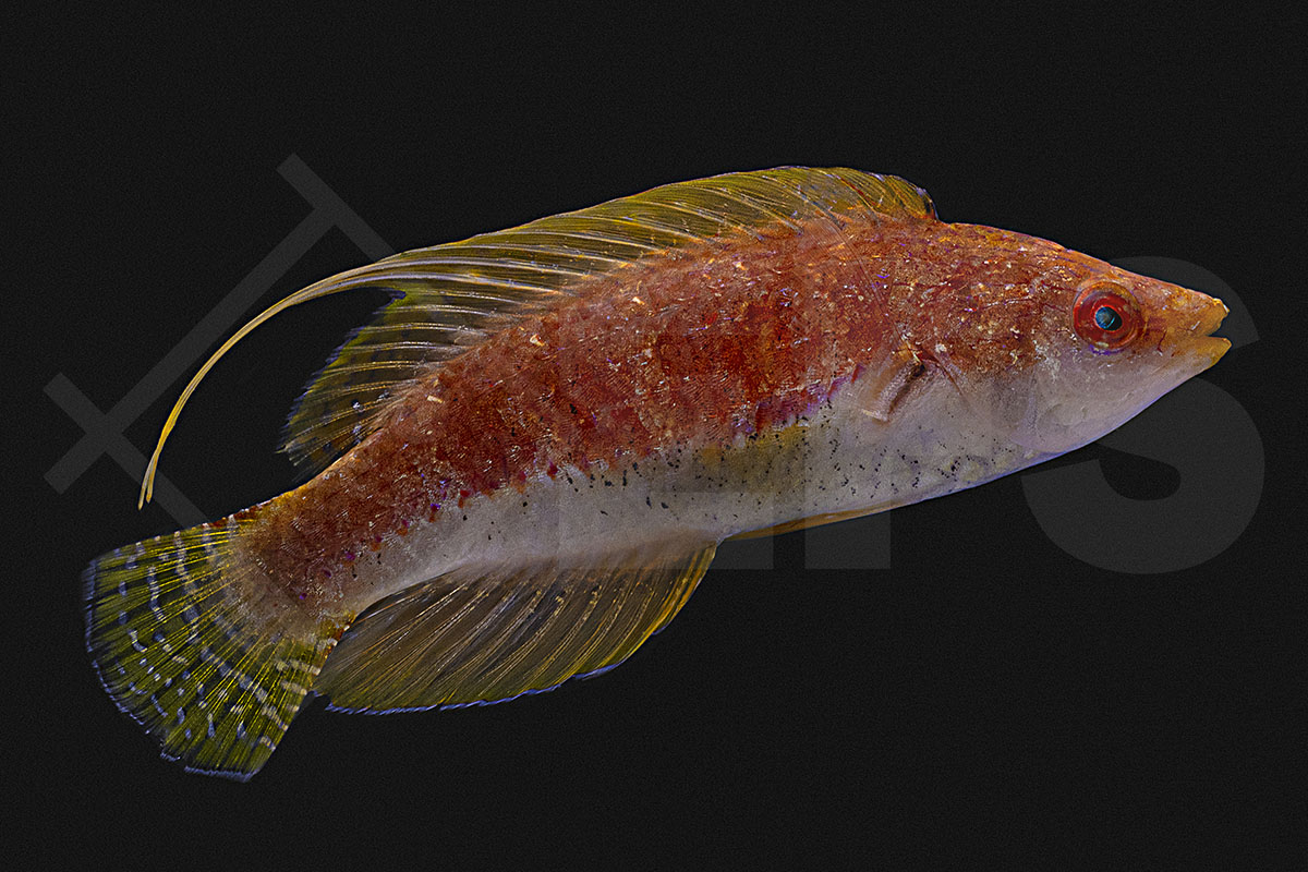 Cirrhilabrus filamentosus - Wimpel-Zwerglippfisch