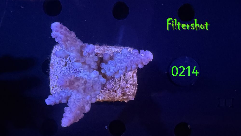 Acropora sp. WYSIWYG 0214