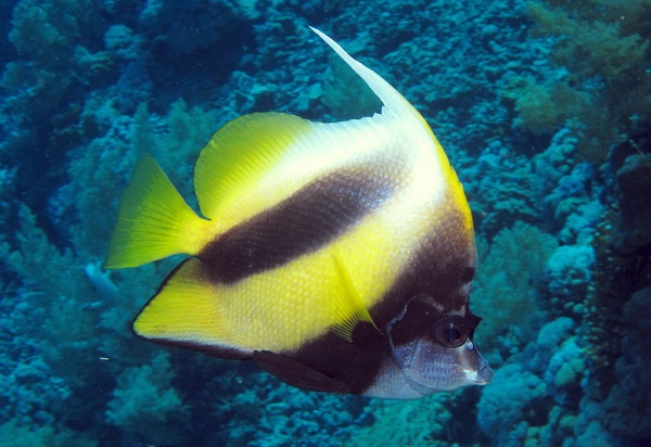 Heniochus intermedius - Rotmeer Wimpelfisch