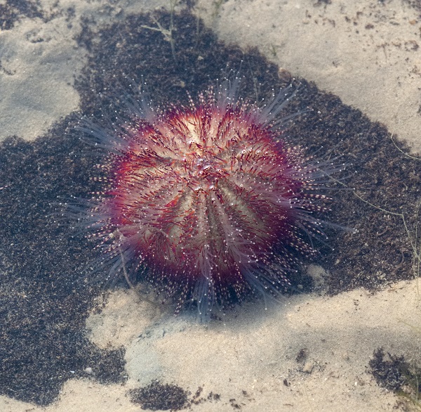 Salmacis bicolor - Zweifarben-Seeigel