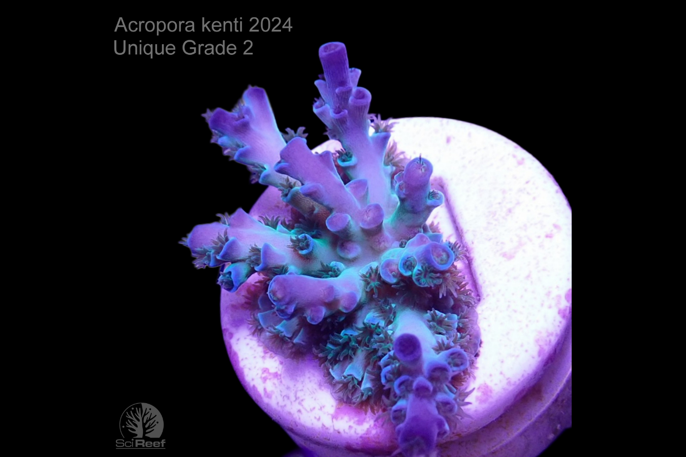 SciReef Acropora kenti Unique Grade 3 0300