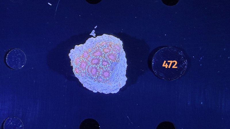 Goniopora sp. - 0472