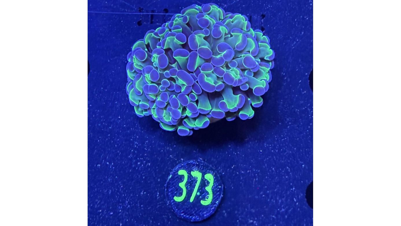 Euphyllia paraancora "ultra Two Tone" - Deutsche Nachzucht 0373