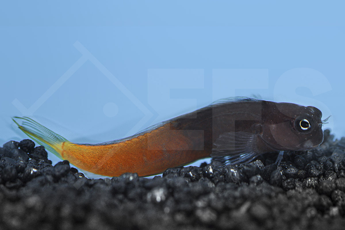 Ecsenius bicolor - Zweifarbiger Schleimfisch