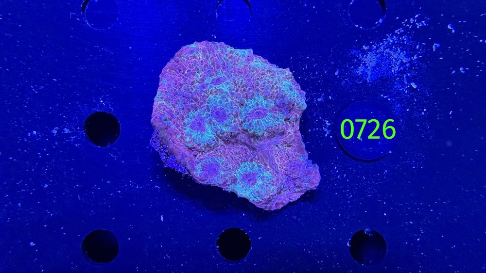 Echinophyllia/Chalice WYSIWYG 0726