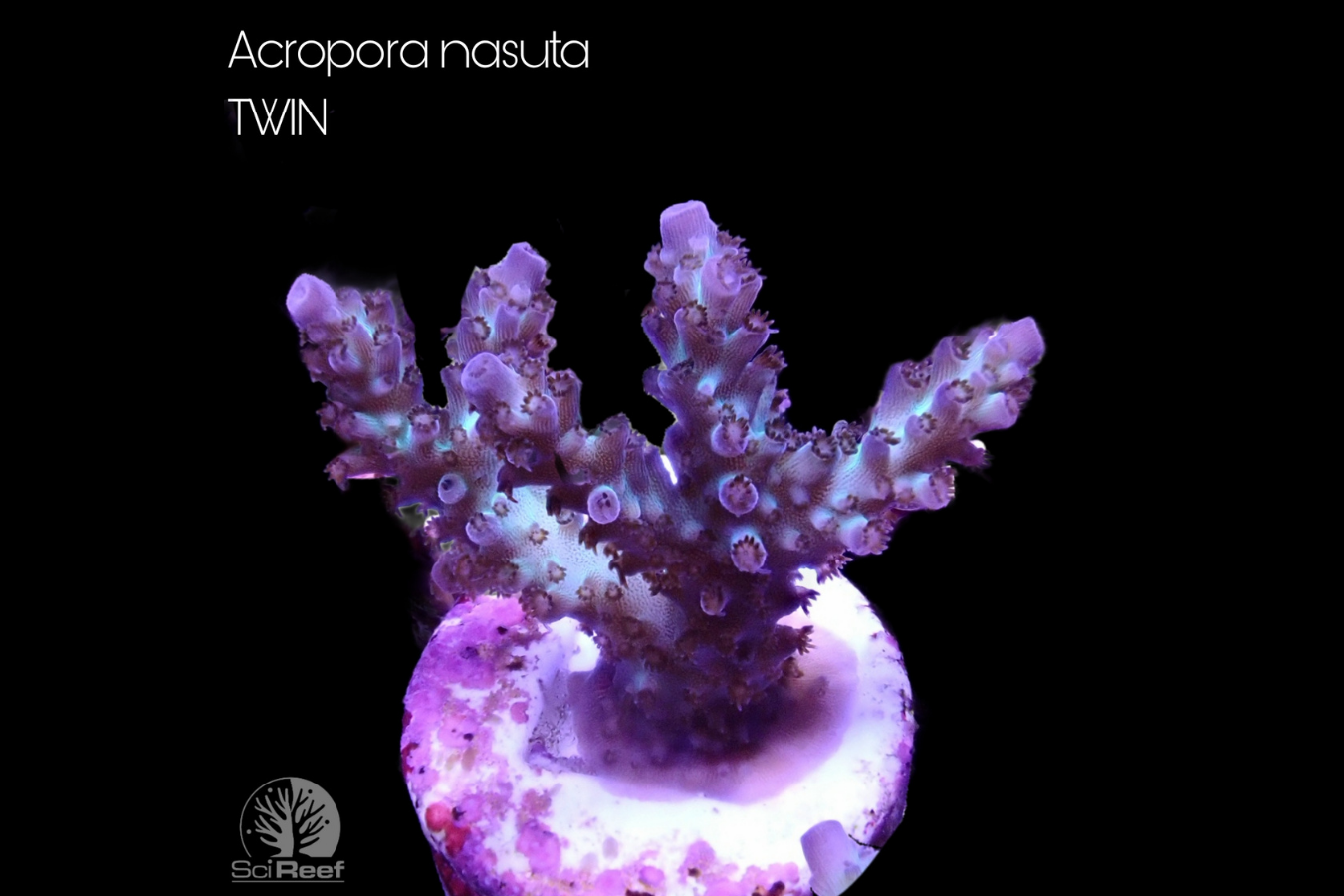 SciReef Acropora nasuta TWIN 0294