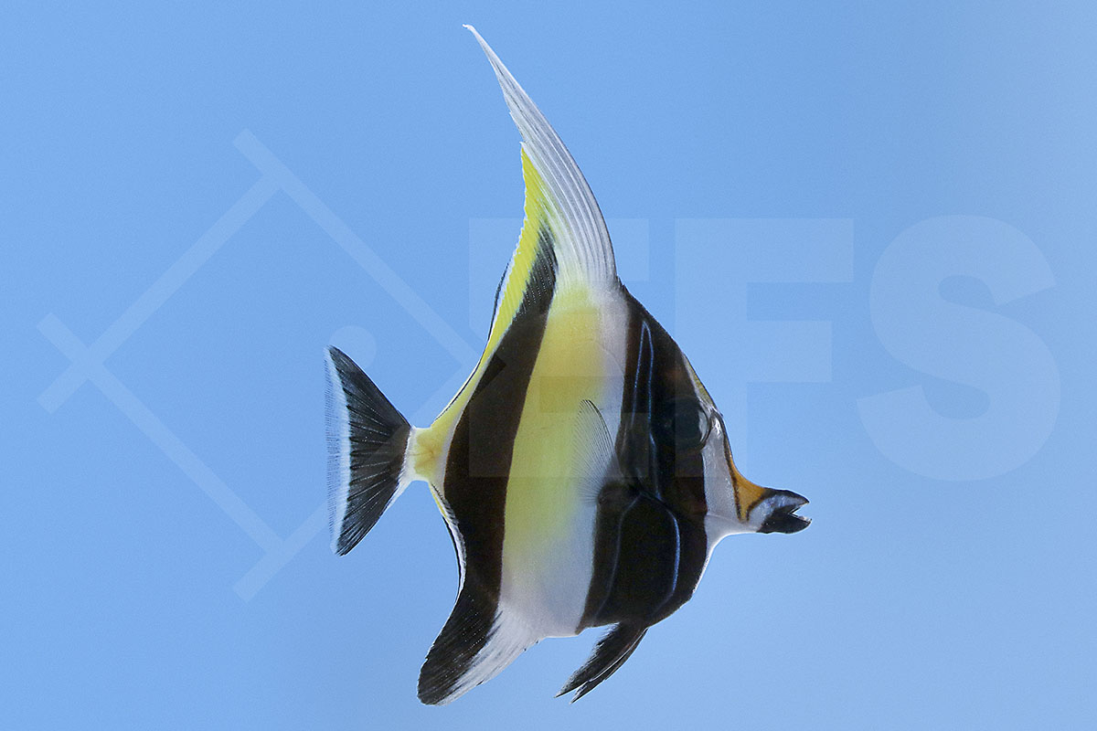 Zanclus cornutus - Halfterfisch