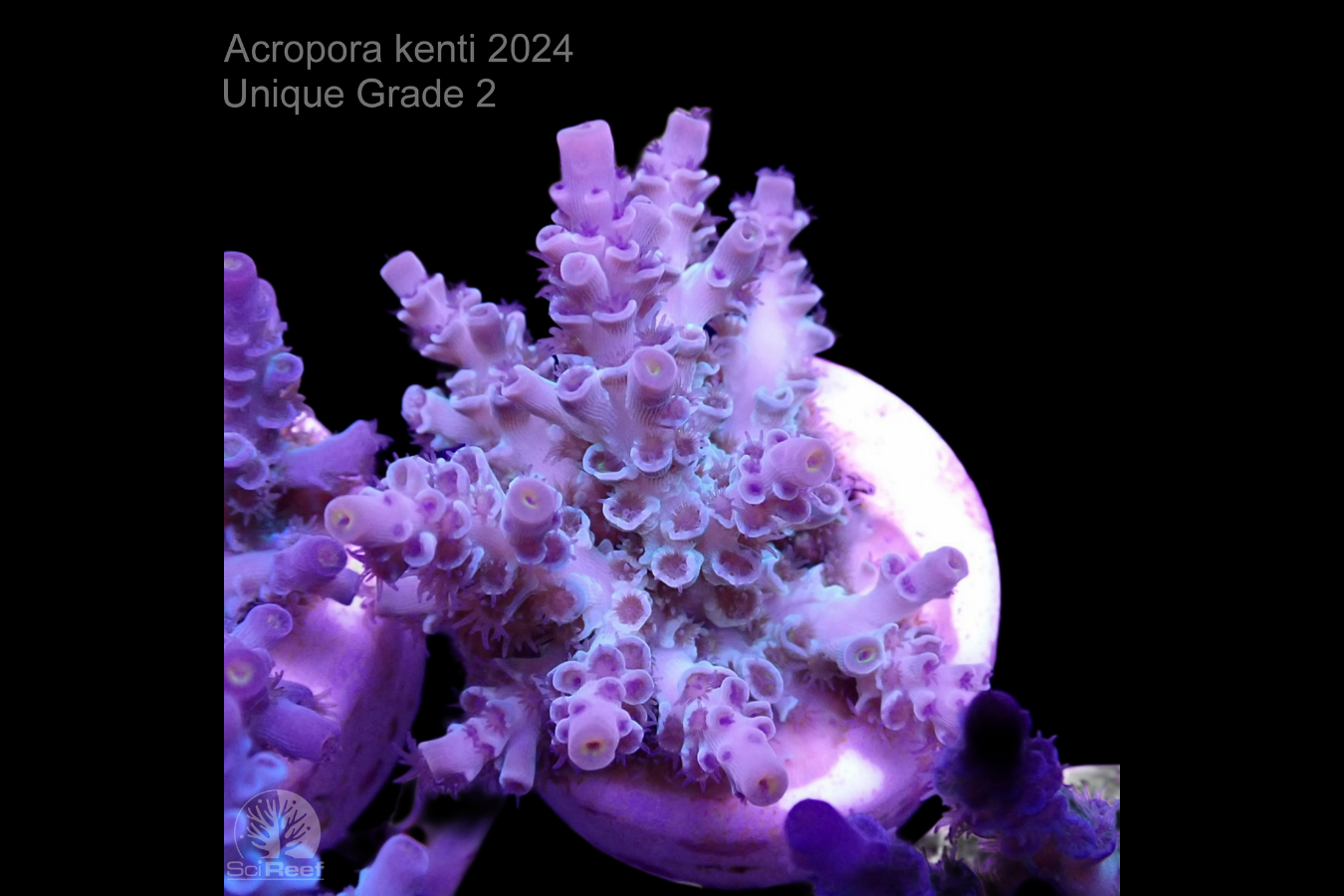 SciReef Acropora kenti Unique Grade 3 0300