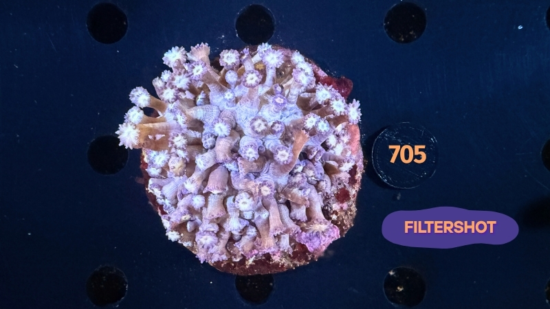 Goniopora sp. WYSIWYG 0705