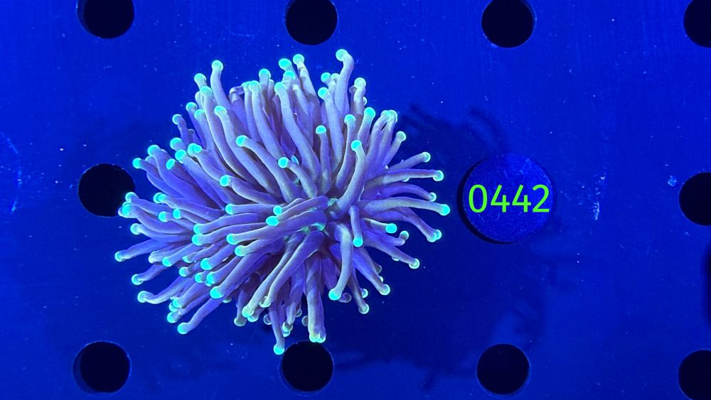 Euphyllia glabrescens - Fackelkoralle Torch 0442