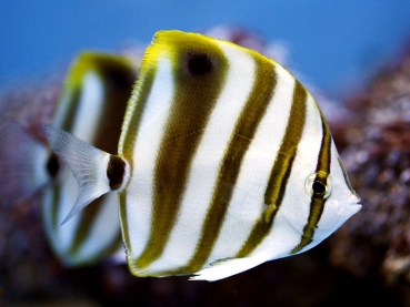 Parachaetodon ocellatus - Segelfalterfisch - Fünfbinden-Falter