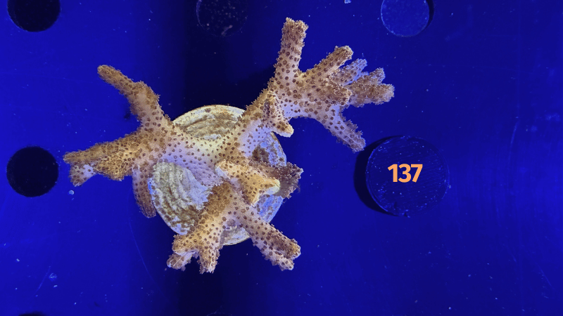 Seriatopora sp. WYSIWYG 0137
