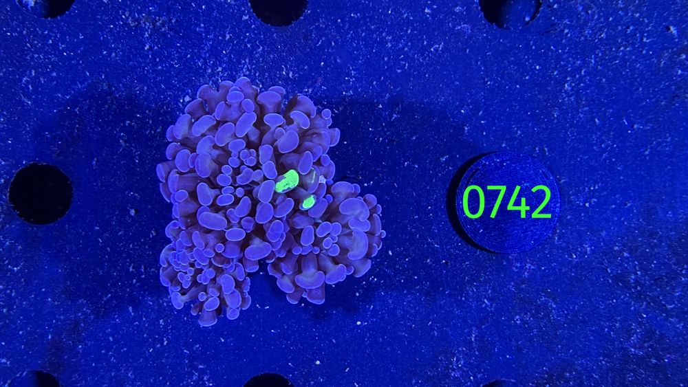 Euphyllia paraancora WYSIWYG 0742