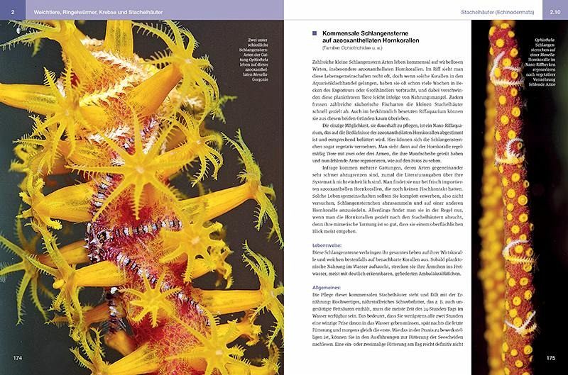 Nano-Riffaquarien Einrichtung, Besatz und Pflege kleiner Riffaquarien von 30 bis 150 L Daniel Knop (gebundenes Buch)