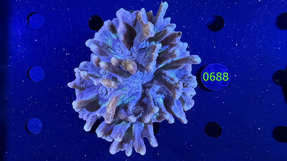 Pectinia sp. WYSIWYG 0688