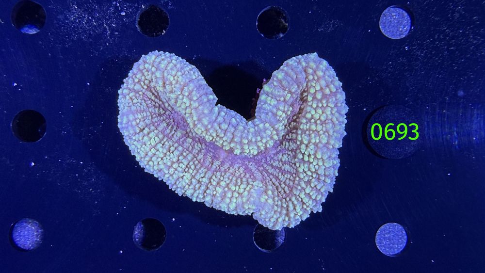 Lobophyllia sp. WYSIWYG 0693
