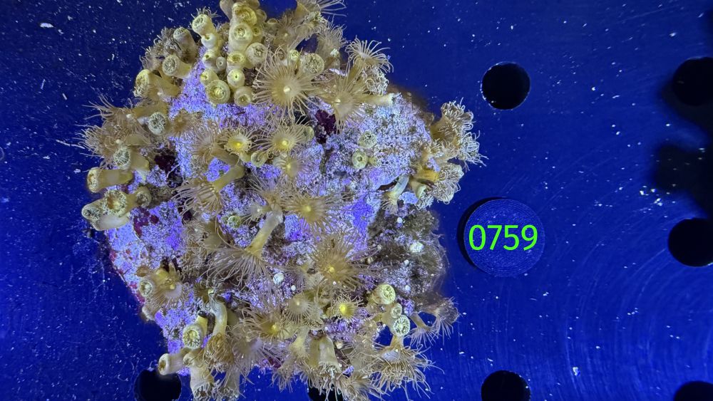 Parazoanthus sp. WYSIWYG 0759