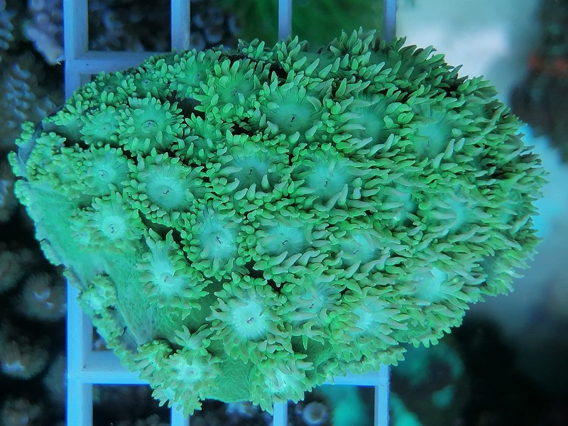 Turbinaria peltata Kelchkoralle Grün Deutsche Nachzucht