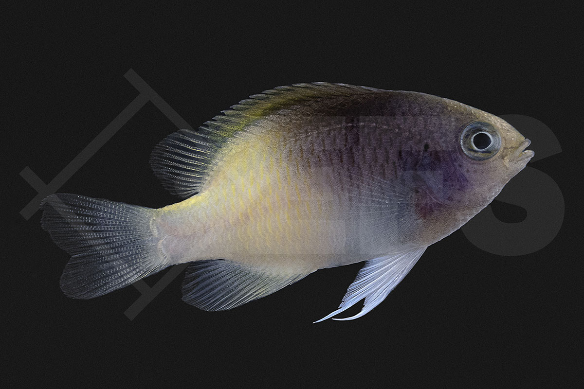 Chrysiptera rollandi - Rollands-Riffbarsch