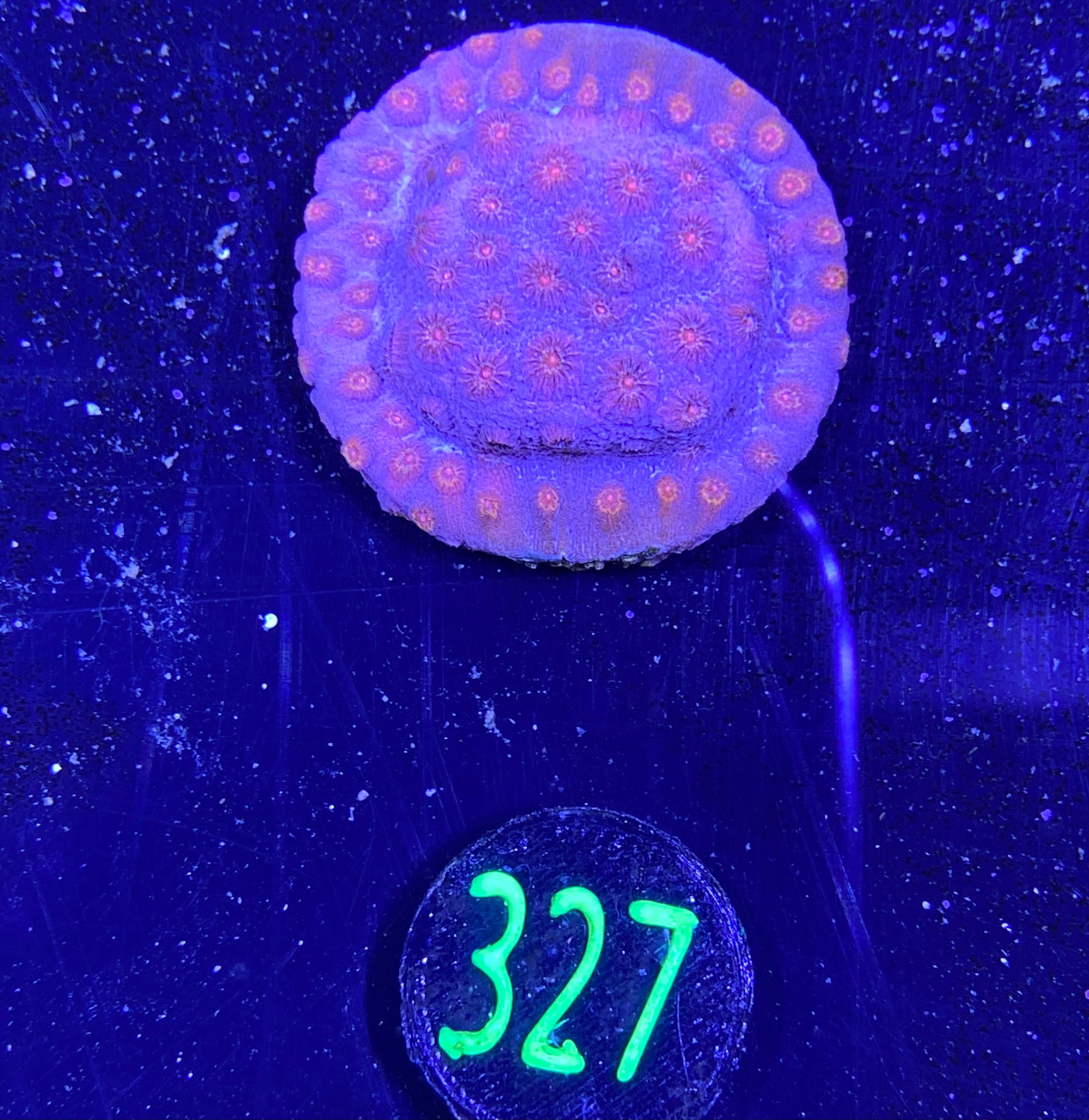Cyphastrea sp. aussi 0327