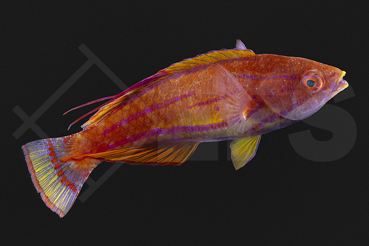 Paracheilinus carpenteri - Carpenters Zwerglippfisch