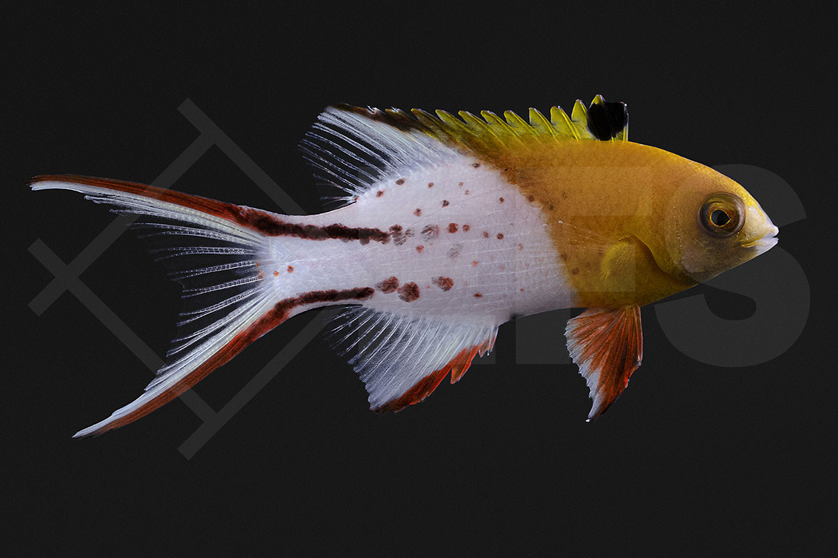 Bodianus anthioides - Herzog-Schweinslippfisch