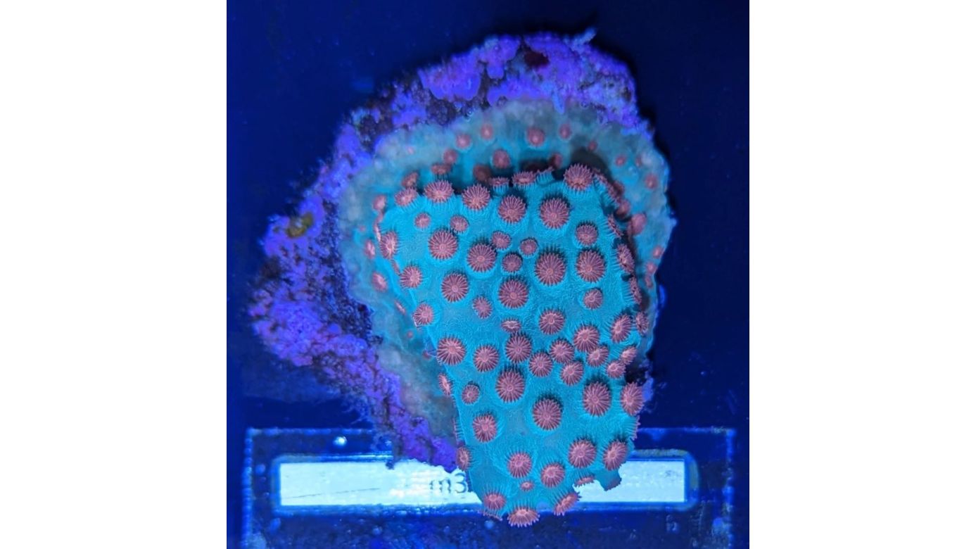 Cyphastrea microphthalma - Meterorschauer Koralle Jingle Bells Deutsche Nachzucht 0020