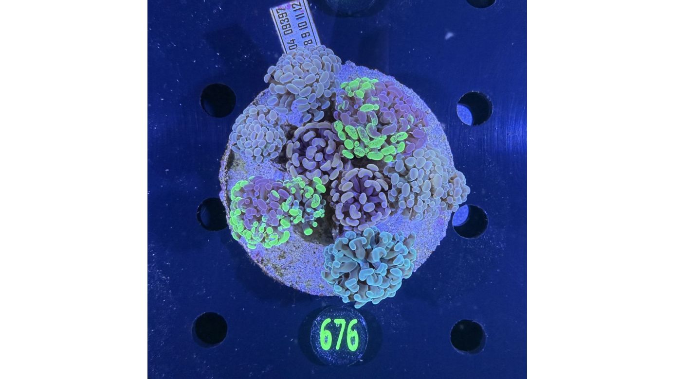 Euphyllia paraancora Kolonie WYSIWYG 0676