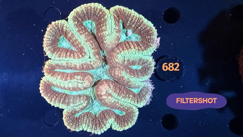 Symphyllia sp. WYSIWYG 0682