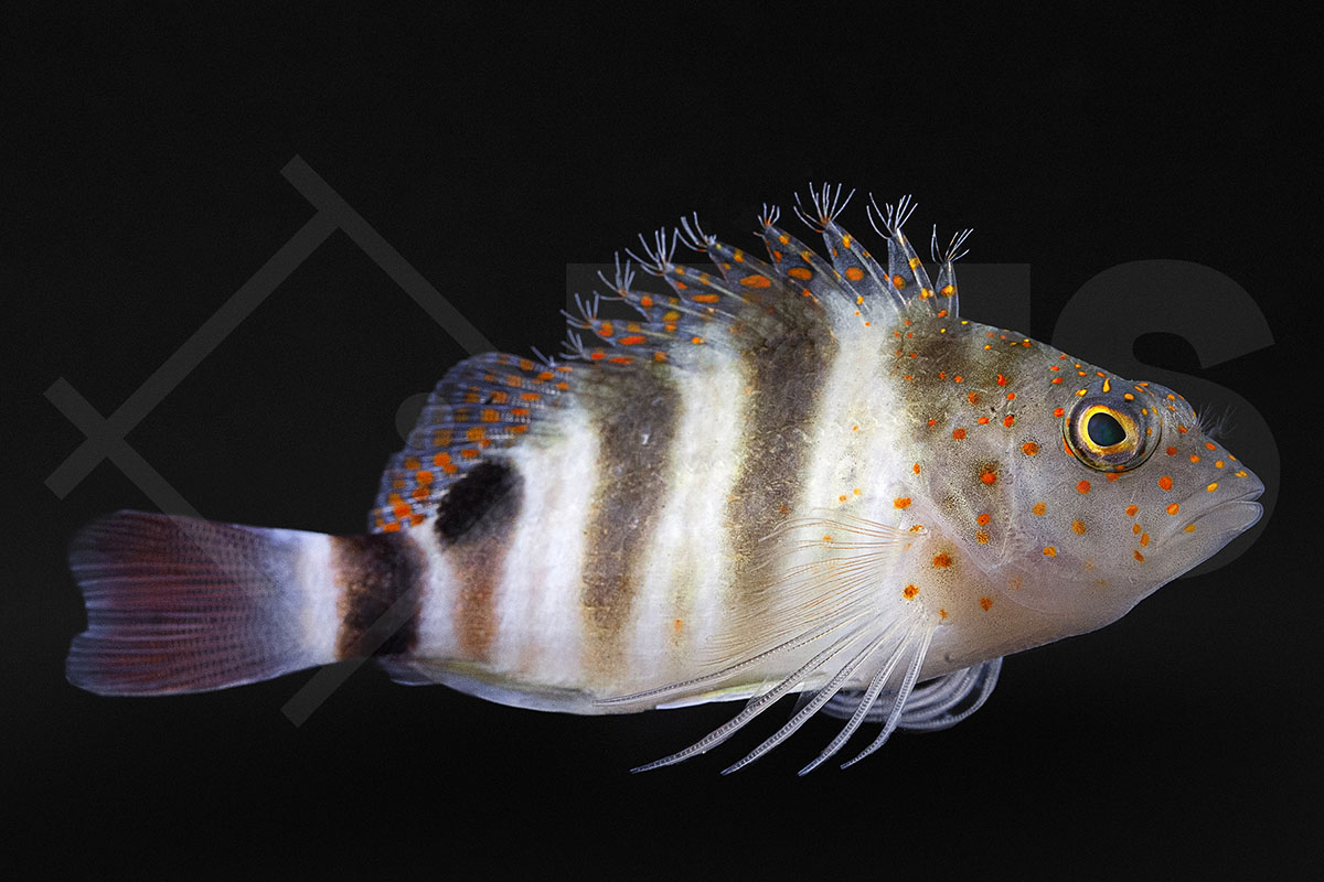 Amblycirrhitus pinos - Karibischer Korallenwächter