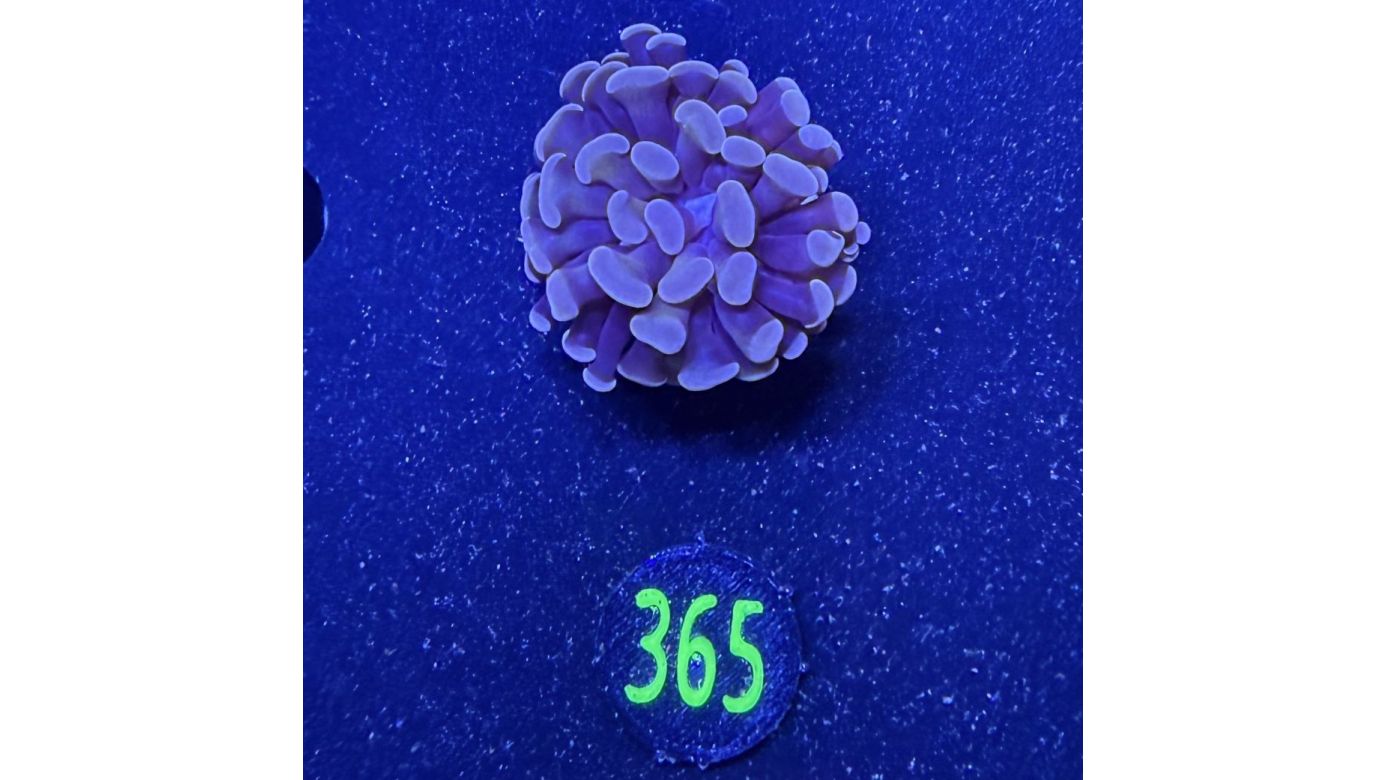 Euphyllia paraancora 1 Kopf "Rosegold" 0365