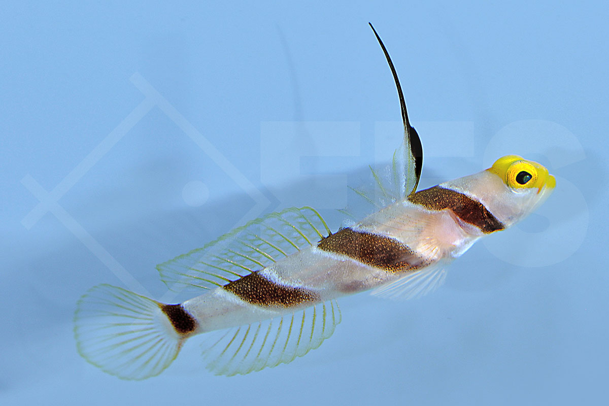 Stonogobiops xanthorhinica - Gelbschnauzengrundel