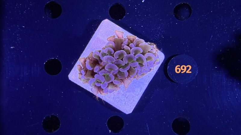 Euphyllia ancora WYSIWYG 0692