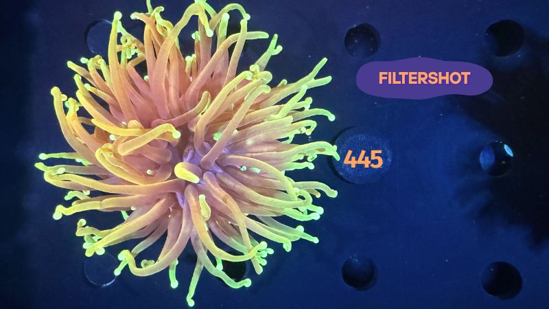 Euphyllia glabrescens - Fackelkoralle Torch 0445