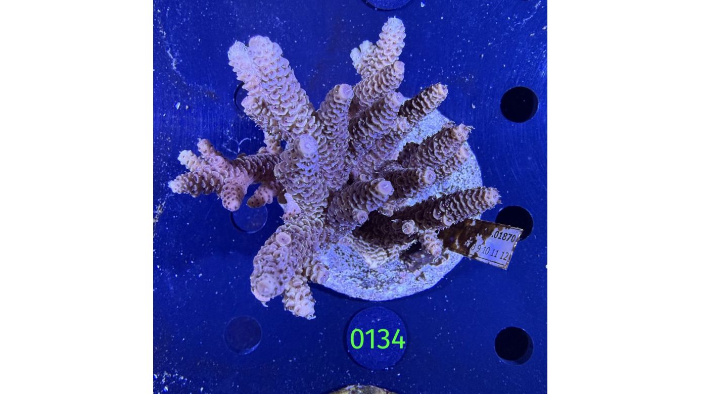 Acropora sp. WYSIWYG 0134