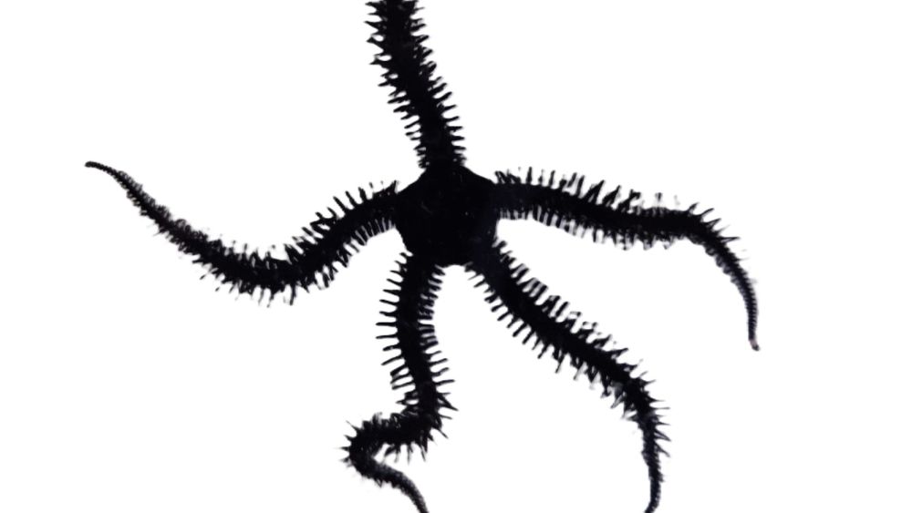 Ophiocoma scolopendrina - Riffdach-Schlangenstern