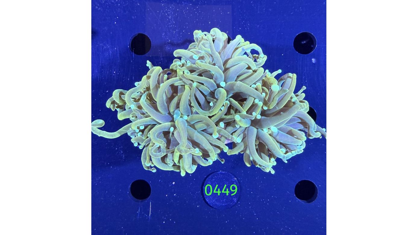 Euphyllia glabrescence - Torch 0449