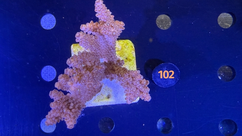 Acropora sp. WYSIWYG 0102