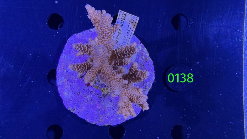 Acropora sp. WYSIWYG 0138