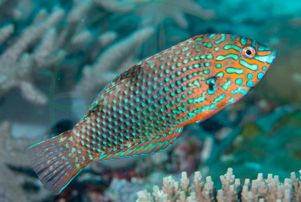 Macropharyngodon ornatus - Leoparden Junker