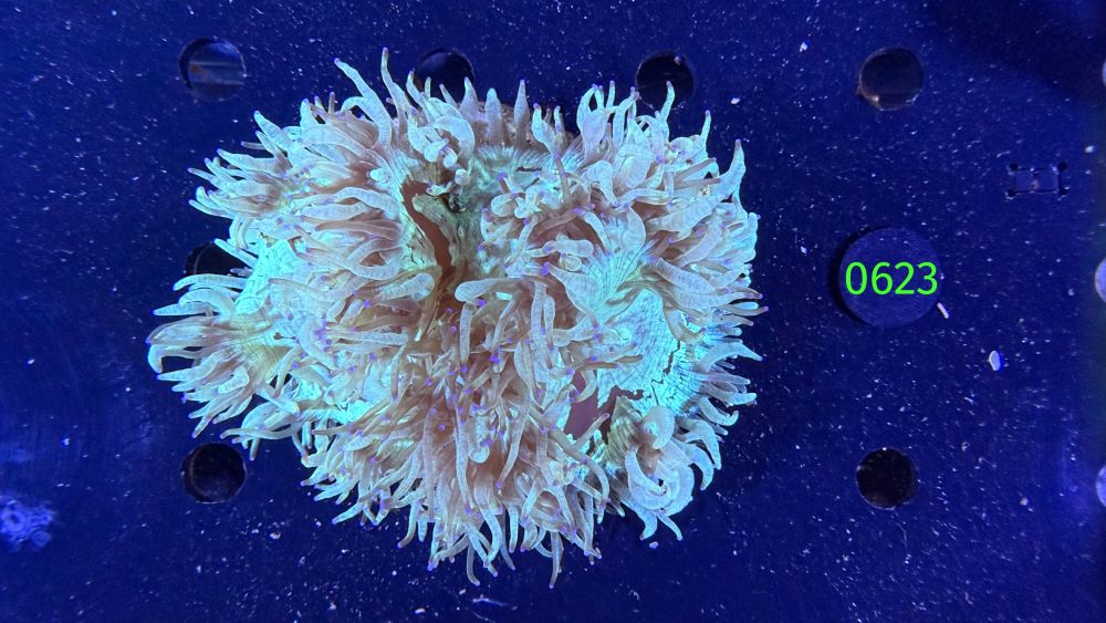 Catalaphyllia jardinei WYSIWYG 0623