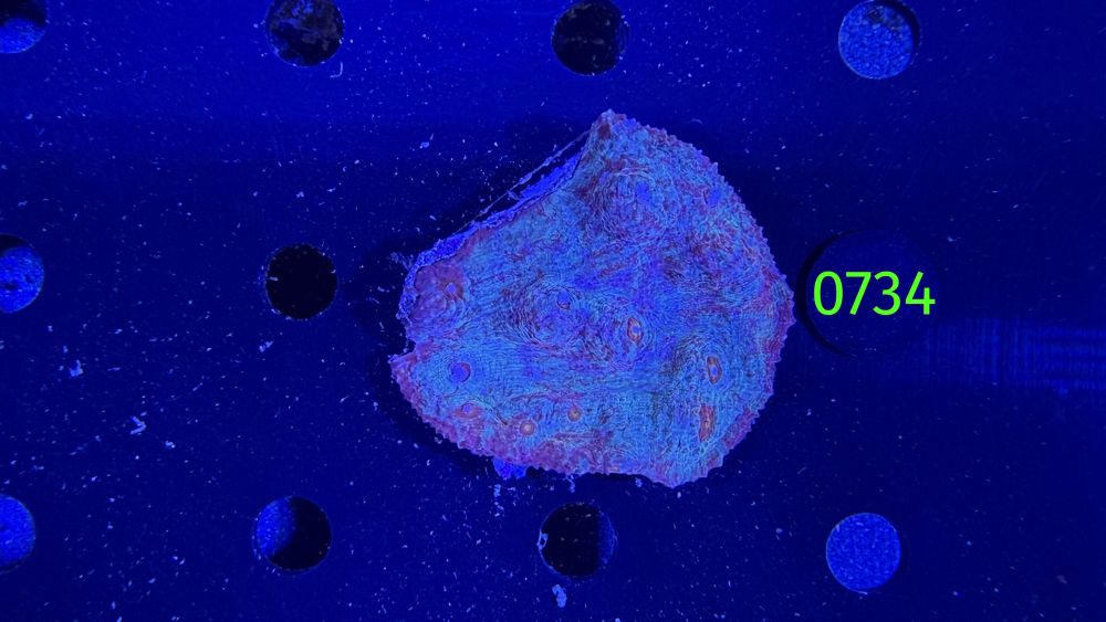 Echinophyllia/Chalice WYSIWYG 0734