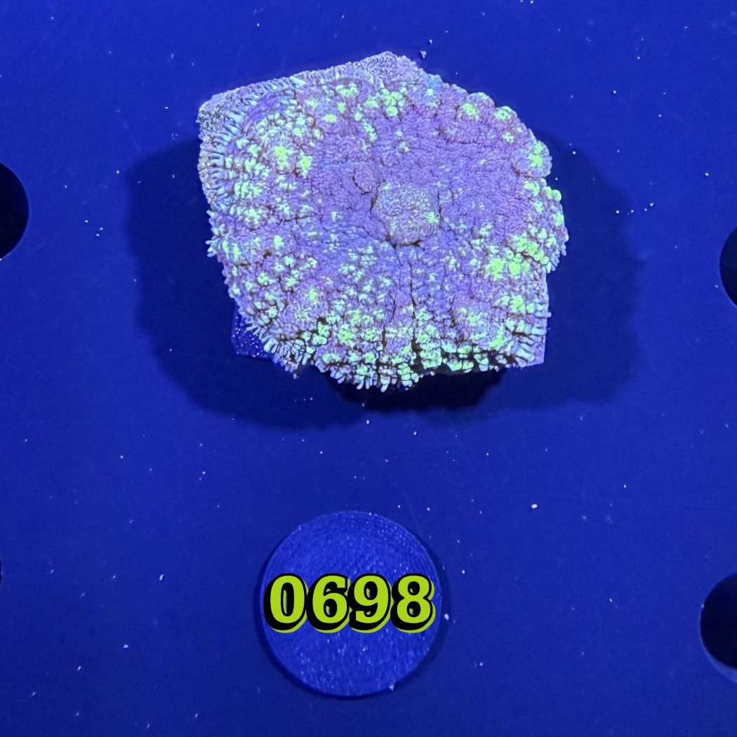 Rhodactis sp. - Scheibenanemone  0698