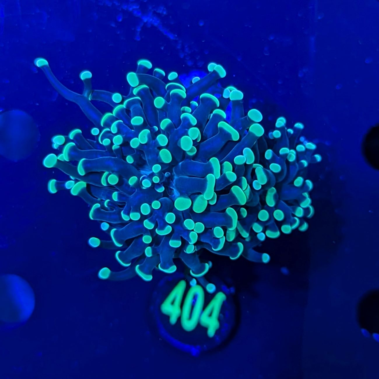 Euphyllia paraancora 2 Kopf "grün"  - Deutsche Nachzucht 0353